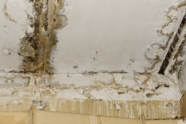 Best Forensic Mold Investigation  in , KY