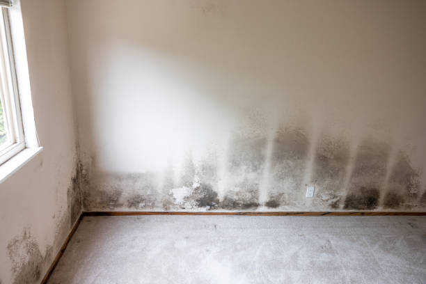 Best Industrial Mold Remediation  in , KY